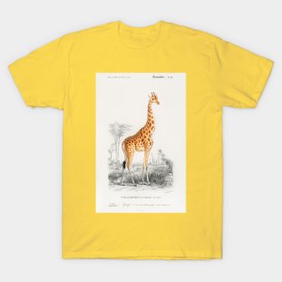 Giraffe (Giraffa camelopardalis) T-Shirt